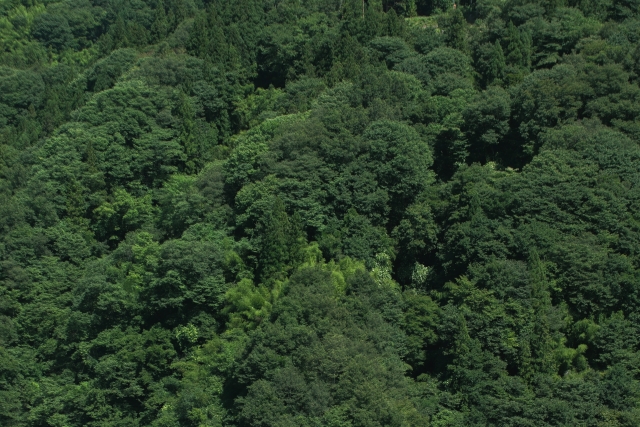 山林 相続 相続土地国庫帰属制度 傾斜地